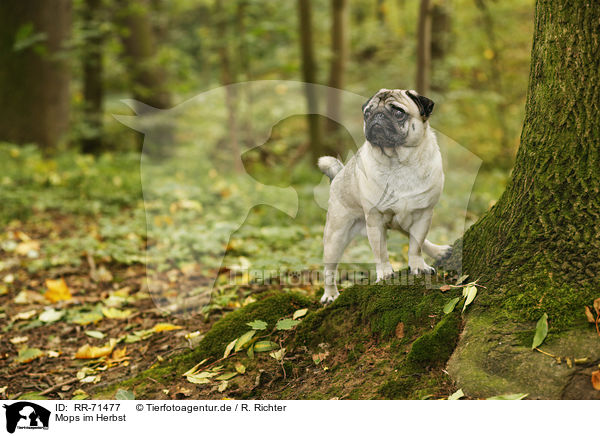 Mops im Herbst / pug in autumn / RR-71477