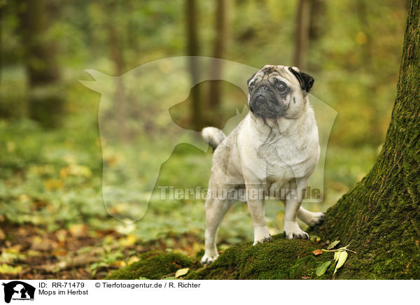 Mops im Herbst / pug in autumn / RR-71479