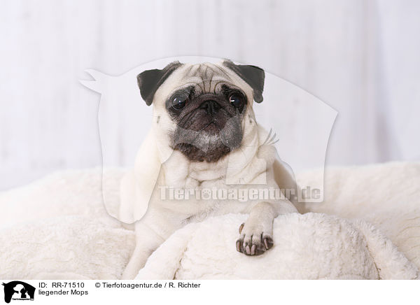 liegender Mops / lying pug / RR-71510