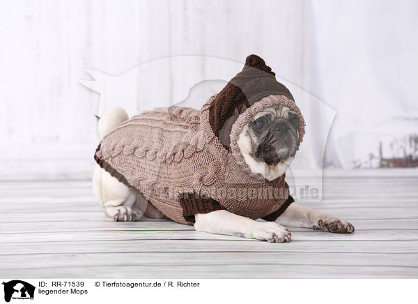 liegender Mops / lying pug / RR-71539