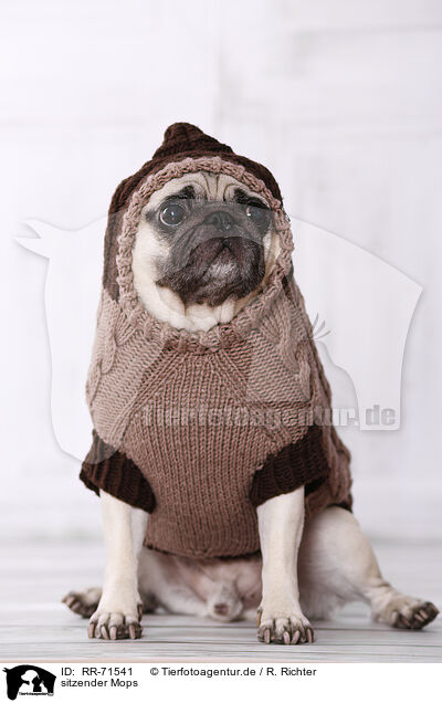 sitzender Mops / RR-71541