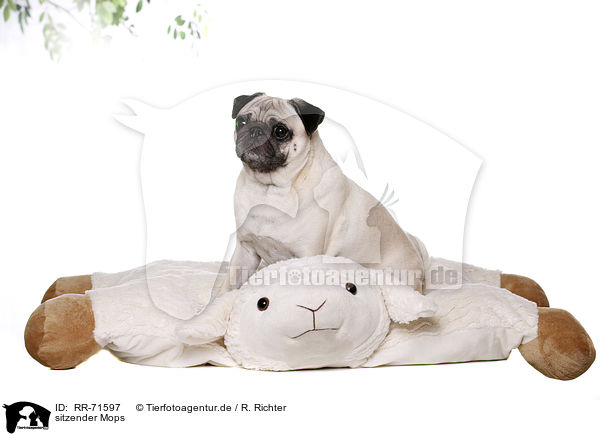 sitzender Mops / RR-71597