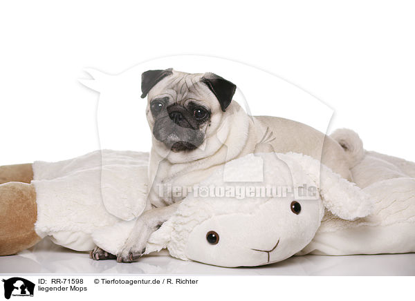 liegender Mops / lying pug / RR-71598