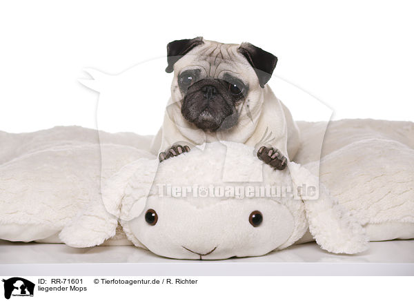 liegender Mops / lying pug / RR-71601