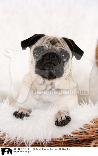 liegender Mops / lying pug / RR-72160