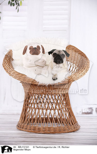 liegender Mops / lying pug / RR-72161