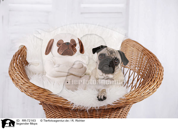 liegender Mops / lying pug / RR-72163