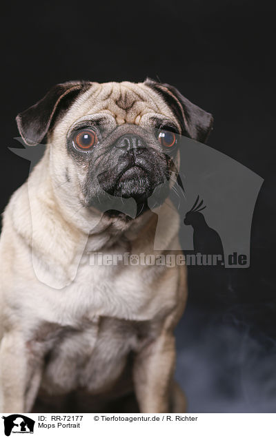 Mops Portrait / pug portrait / RR-72177