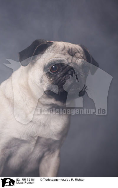 Mops Portrait / pug portrait / RR-72181