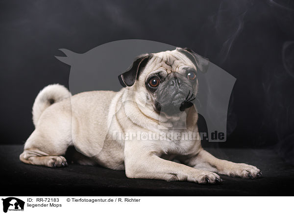 liegender Mops / lying pug / RR-72183