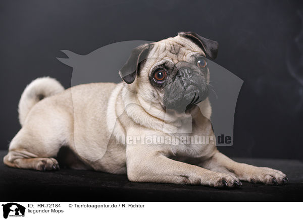 liegender Mops / lying pug / RR-72184