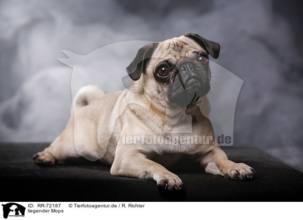 liegender Mops / RR-72187