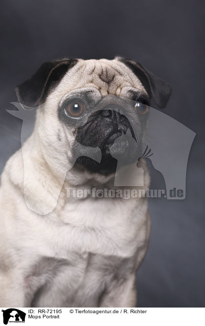Mops Portrait / pug portrait / RR-72195