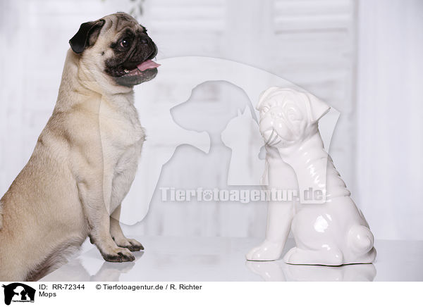Mops / pug / RR-72344