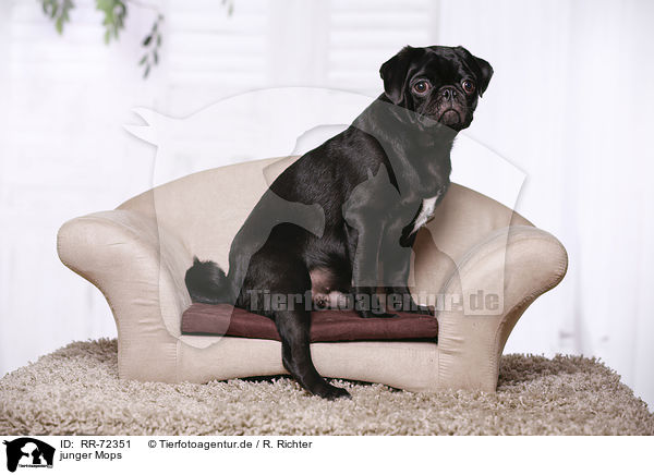 junger Mops / young pug / RR-72351