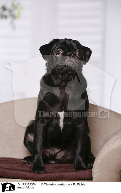 junger Mops / young pug / RR-72354