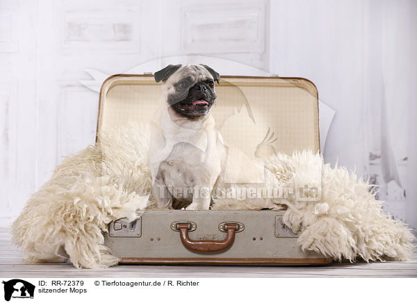 sitzender Mops / sitting pug / RR-72379
