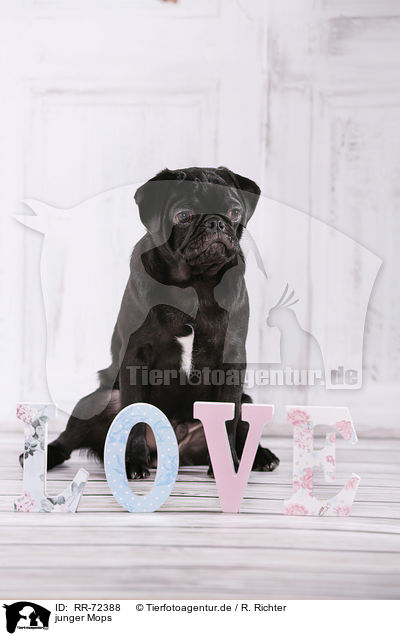 junger Mops / young pug / RR-72388