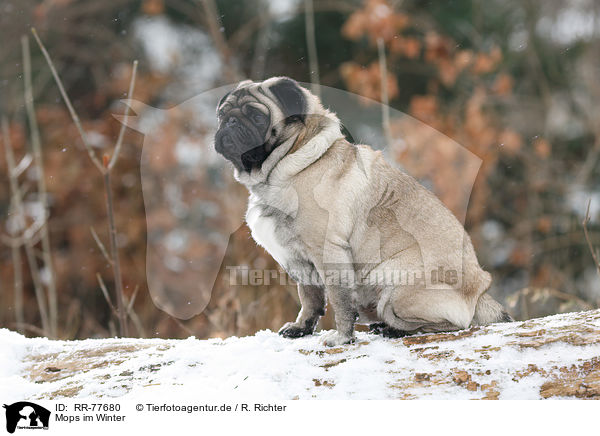 Mops im Winter / pug at winter / RR-77680
