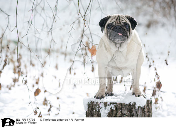 Mops im Winter / pug at winter / RR-77708