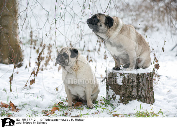 zwei Mpse im Schnee / two pugs in snow / RR-77712