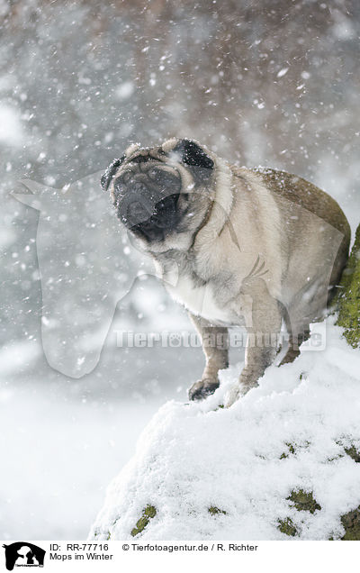 Mops im Winter / pug at winter / RR-77716