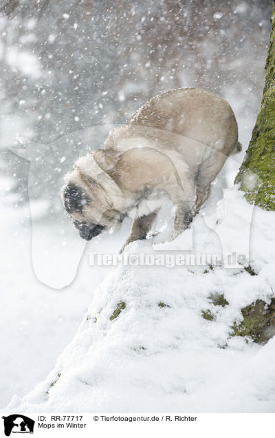Mops im Winter / pug at winter / RR-77717