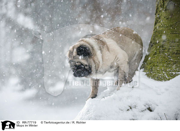 Mops im Winter / pug at winter / RR-77719
