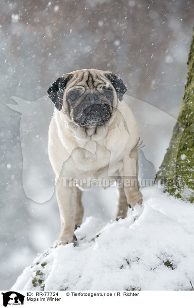Mops im Winter / pug at winter / RR-77724