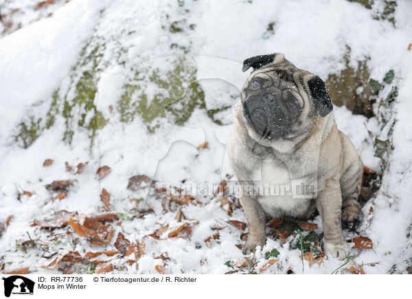 Mops im Winter / pug at winter / RR-77736