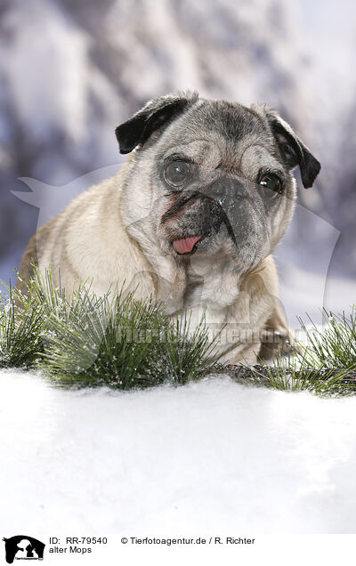 alter Mops / old pug / RR-79540