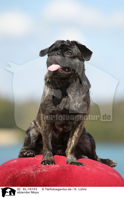 sitzender Mops / sitting pug / KL-16153