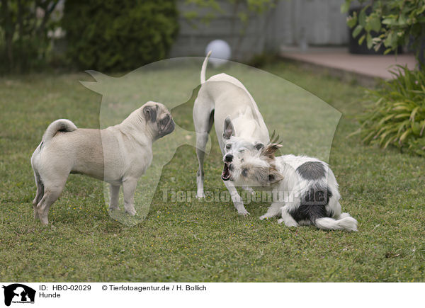 Hunde / dogs / HBO-02029