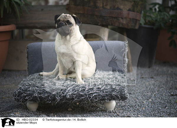 sitzender Mops / sitting pug / HBO-02334