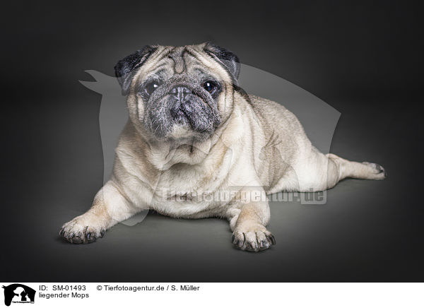 liegender Mops / lying Pug / SM-01493