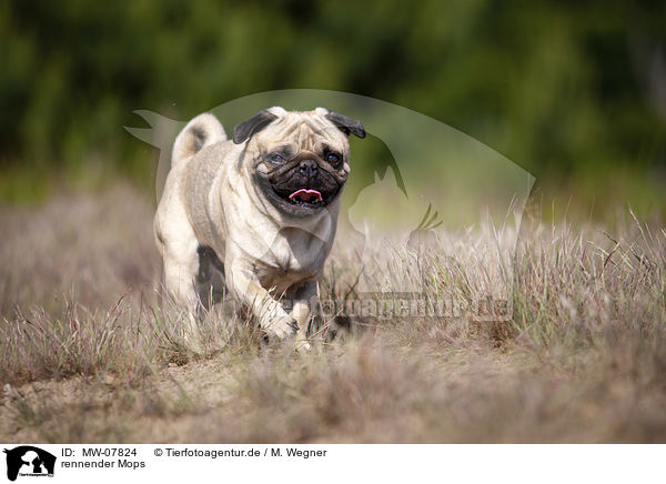 rennender Mops / running Pug / MW-07824