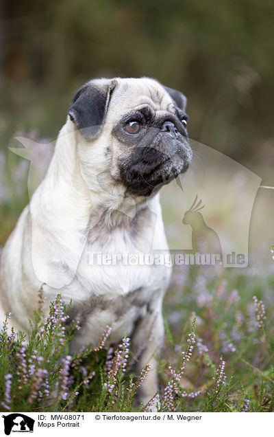 Mops Portrait / Pug Portrait / MW-08071