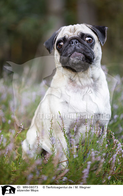 sitzender Mops / sitting Pug / MW-08073