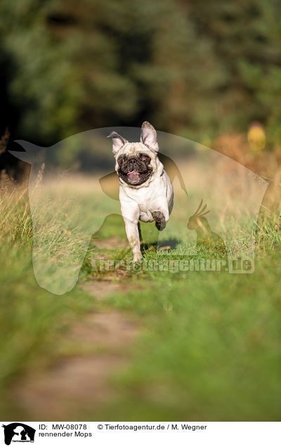 rennender Mops / running Pug / MW-08078