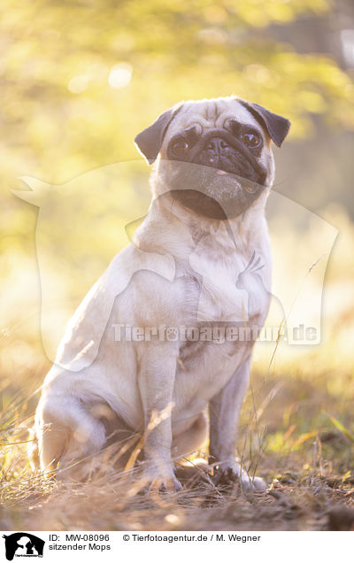 sitzender Mops / sitting Pug / MW-08096