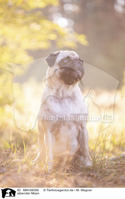 sitzender Mops / sitting Pug / MW-08099