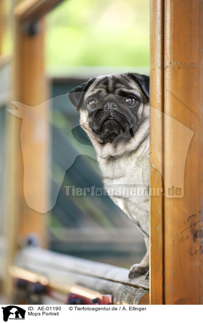 Mops Portrait / Pug portrait / AE-01190