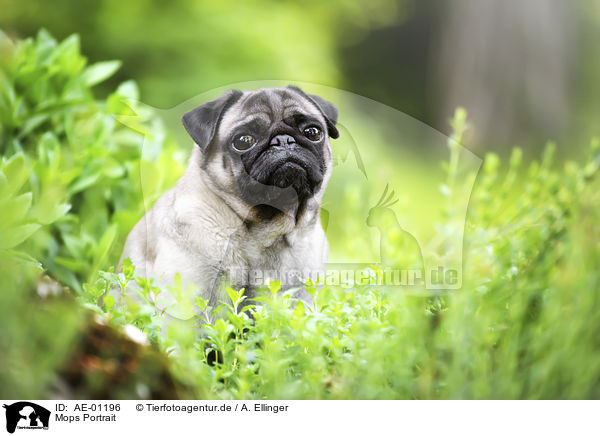 Mops Portrait / Pug portrait / AE-01196