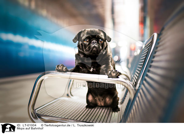 Mops auf Bahnhof / Pug at station / LT-01004