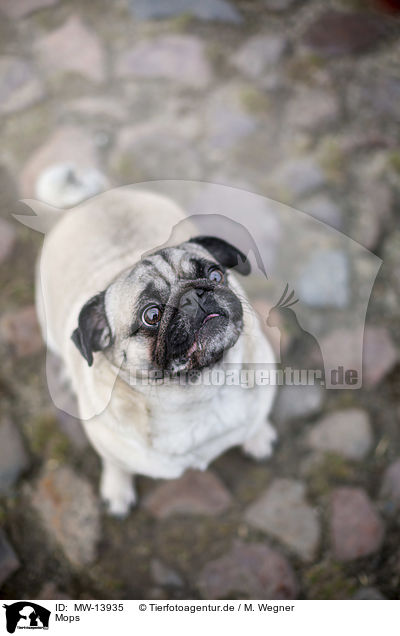 Mops / Pug / MW-13935