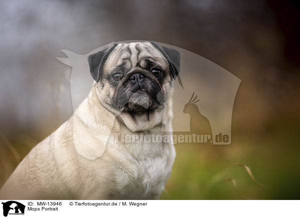 Mops Portrait / Pug Portrait / MW-13946