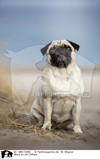 Mops an der Ostsee / Pug on the Baltic Sea / MW-13962