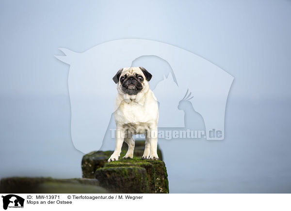 Mops an der Ostsee / Pug on the Baltic Sea / MW-13971
