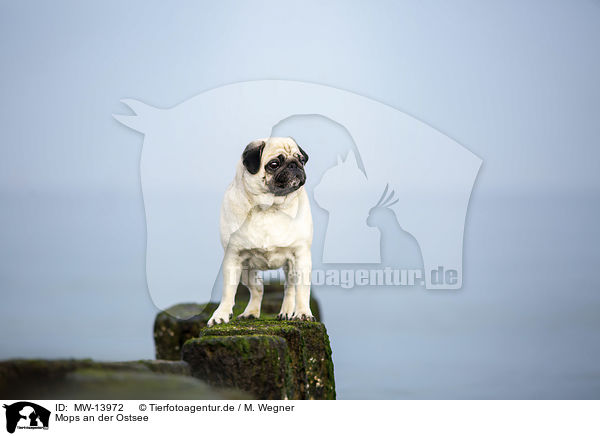 Mops an der Ostsee / Pug on the Baltic Sea / MW-13972