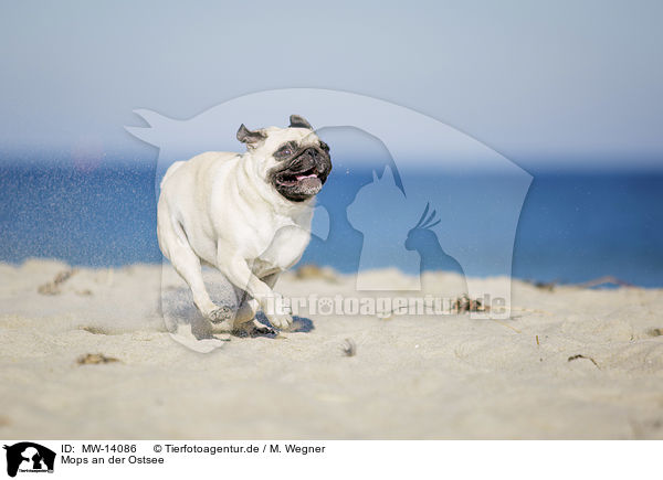 Mops an der Ostsee / pug at the baltic sea / MW-14086